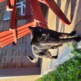 Picture of cat lost at Obaix