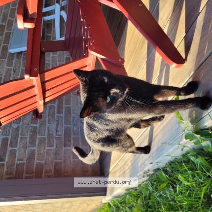 Photo 1/1 Zip Chat lost in Obaix