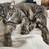 Picture of cat lost at Sermerieu