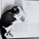 Picture of cat lost at Hyeres