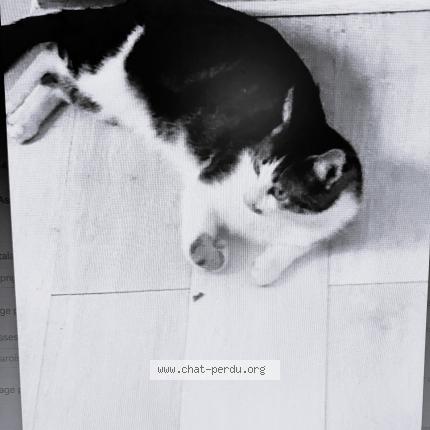 Photo 2/2 ZEB Chat lost in Hyeres