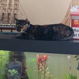 Picture of cat lost at Saint Pierre