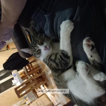 Photo 1/1 Vanille Chat lost in Villenave d ornon