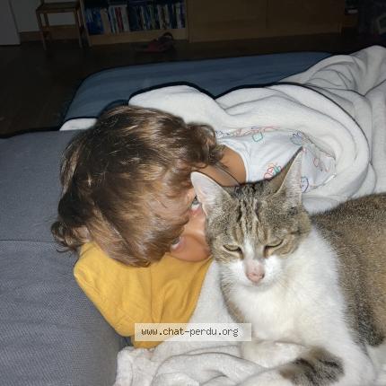 Photo 1/1 Java Chat lost in Saint sulpice