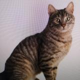 Picture of cat lost at Verson