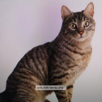 Photo 1/1 Tom Chat lost in Verson