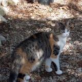 Picture of cat lost at Mazan