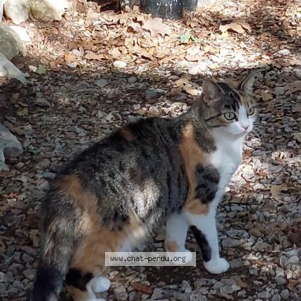 Photo 1/1 Muesli Chat lost in Mazan