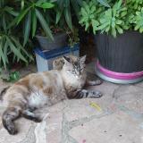 Picture of cat lost at Plaisir