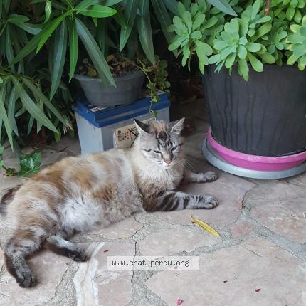 Photo 1/1 Maya Chat lost in Plaisir