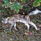 Picture of cat found at Flaviac