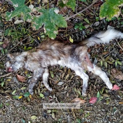 Photo 1/1 Found cat Found in Flaviac