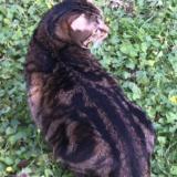 Picture of cat lost at Livry Gargan