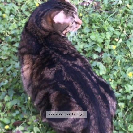 Photo 1/3 Boby Chat lost in Livry gargan