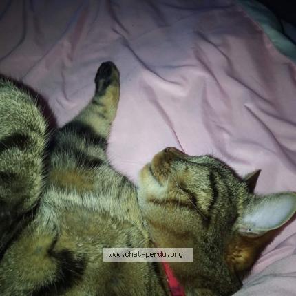 Photo 2/3 Boby Chat lost in Livry gargan