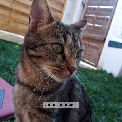Photo 3/3 Boby Chat lost in Livry gargan