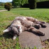 Picture of cat lost at Laplume