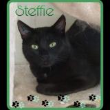 Picture of cat lost at Dange St Romain