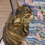 Picture of cat lost at Ecommoy