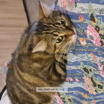 Photo 1/1 Isis Chat lost in Ecommoy