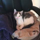 Picture of cat lost at Saint Brieuc