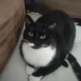 Picture of cat lost at Amiens