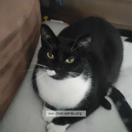 Photo 1/1 Mercedes Chat lost in Amiens