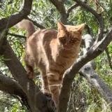 Picture of cat lost at Pertuis