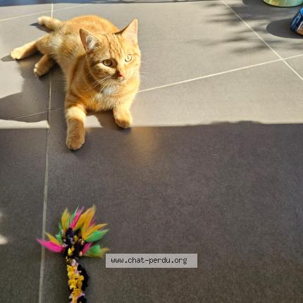 Foto 1/1 Etchy Kat vermist in Latinne