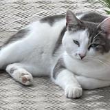 Picture of cat lost at Souchez