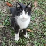 Picture of cat lost at Saujon