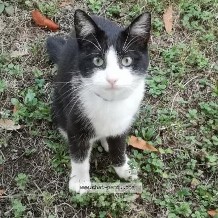 Photo 1/2 Bonnie Chat lost in Saujon