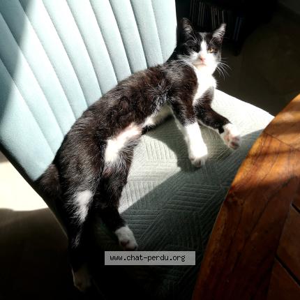 Photo 2/2 Bonnie Chat lost in Saujon