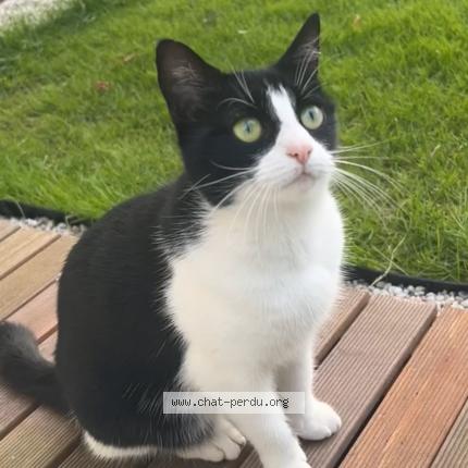 Foto 1/1 Kat teruggevonden Vermist in Genval