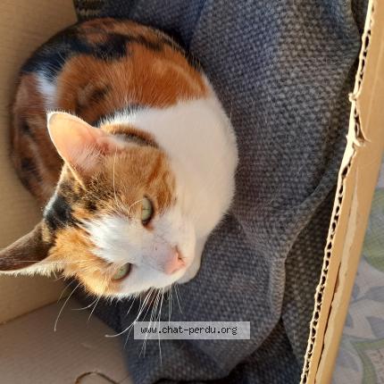 Photo 1/1 Minette Chat lost in Sevran