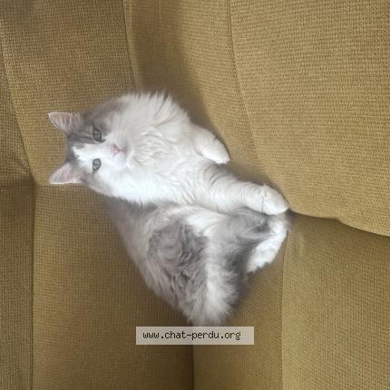 Photo 1/1 Crebis Chat lost in Port vendres