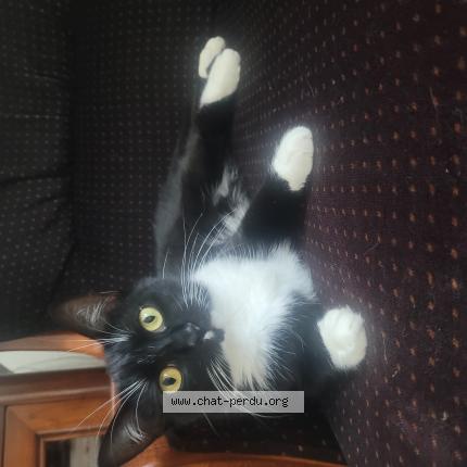 Photo 1/1 Nonette Chat lost in Saint romain en gal