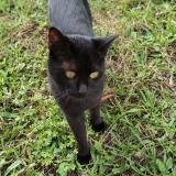 Picture of cat lost at Saint Barthelemy Le Meil