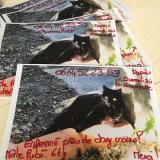 Picture of cat lost at Villeneuve Les Beziers