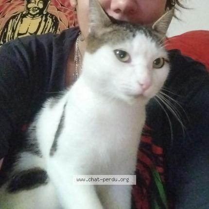 Photo 1/1 Ricky Chat lost in Etauliers