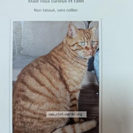 Photo 1/1 Nestor Chat lost in Saint laurent de la pree
