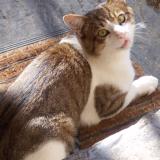 Picture of cat lost at Pontcharra