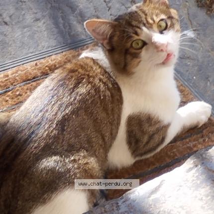 Photo 1/1 Grizbee Chat lost in Pontcharra