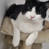 Picture of cat lost at Gagny