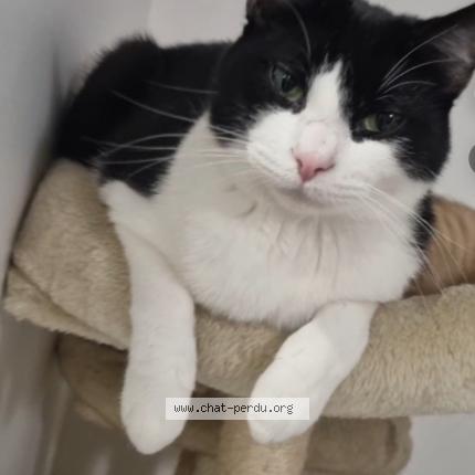 Photo 1/1 Felix Chat lost in Gagny