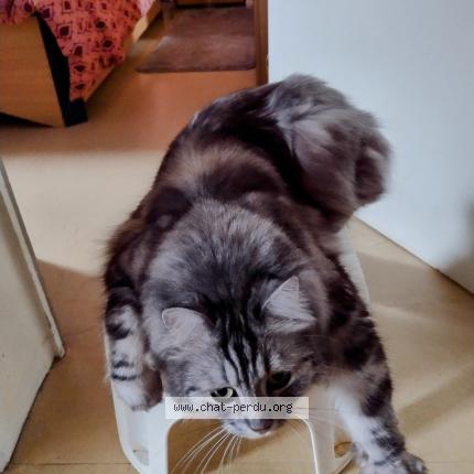 Foto 1/1 Kat teruggevonden Vermist in Chastre