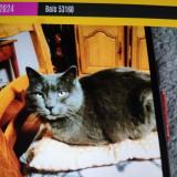 Picture of cat lost at Bais