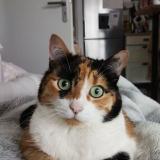 Picture of cat lost at Villenav D Ornon