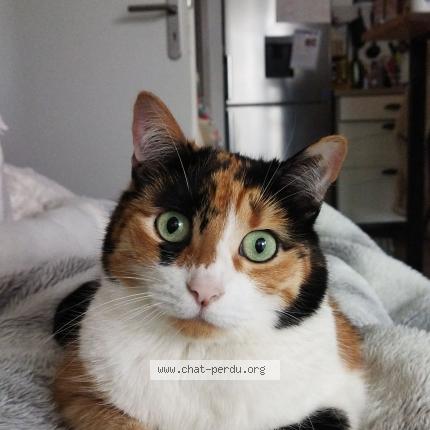 Photo 1/1 Plume Chat lost in Villenav d ornon