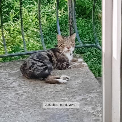 Foto 1/1 Kat teruggevonden Vermist in Cornesse